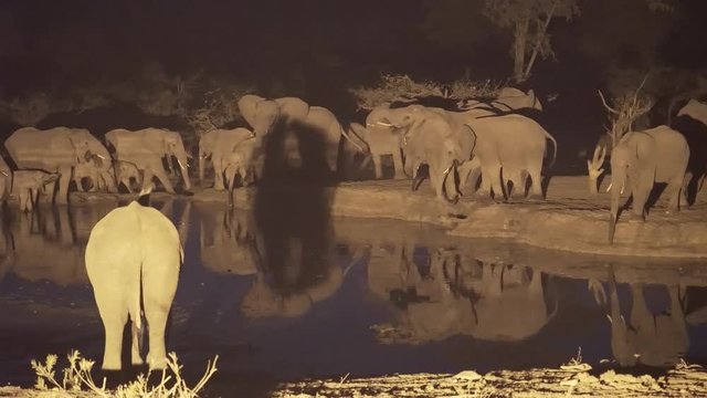 Big herd of elephants drinking at night