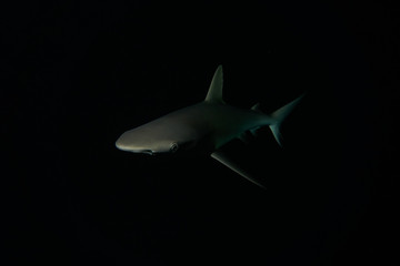 shark