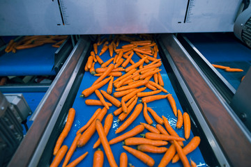 Fresh vegetables on conveyor belt being transported in food processing plant and selected by its...