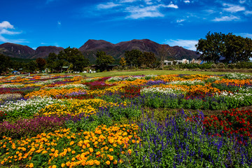 秋の花寄せ植え