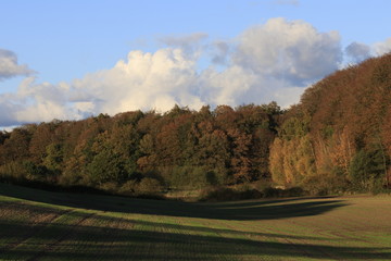 colorful beech trees forest in rural autumn landscape