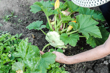 white hands hold vegetables in the garden summer  close up gardening relaxing vegetarian outside farming healthy organic produce woman natural