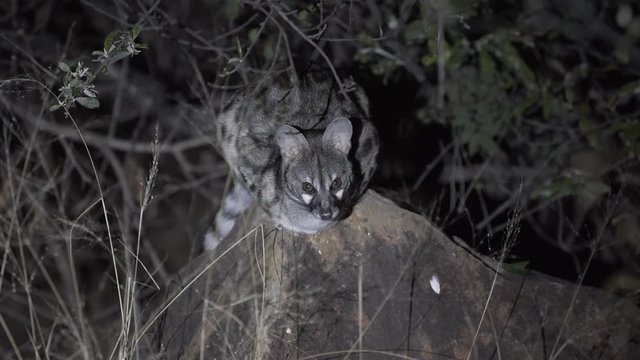 African genet cat at night