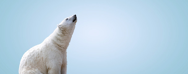 witte ijsbeer over grijze achtergrond, panoramische mock-up afbeelding