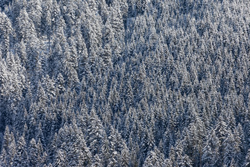 Pine trees covered with fresh snow. The green of the pines is already peaking through.