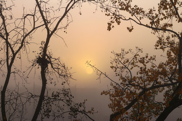 tree in fog