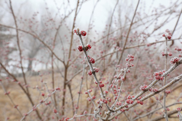 Plant scenery in winter