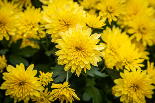 A full frame photograph of bright yellow chrysanthemum flowers on a sunny autumn day
