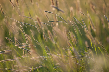  timothy grass in a meadow