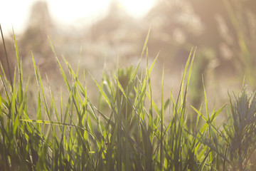 green grass in sun light