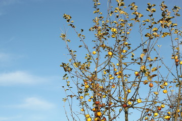 Apfelbaum im Herbst
