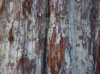  Closeup cypress bark in autumn