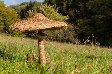 Einsamer Parasolpilz auf einer Wiese. 