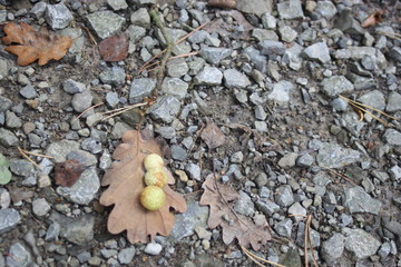 Eichenblatt im Herbst