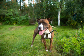 pit bull on green grass in summer park