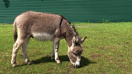 A young donkey walks on a green lawn. A donkey eats grass behind a wooden fence. An eared animal lives in a zoo.