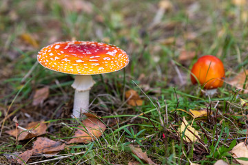 Zwei Fliegenpilze Orange