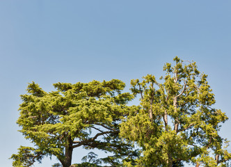 Coniferous tree crown in Tuscany, Italy.