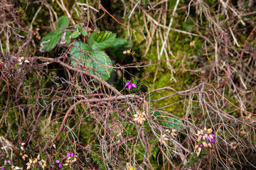 Tiny pink heather flowers emerging in autumn