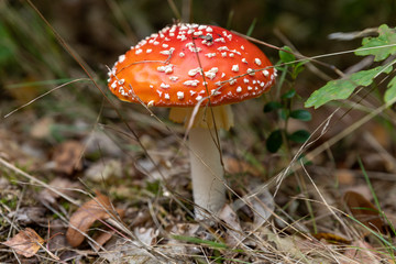 Großer Fliegenpilz Orange