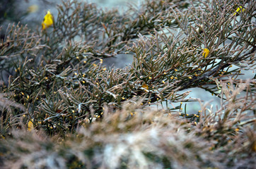 Background of Christmas tree branches. new year