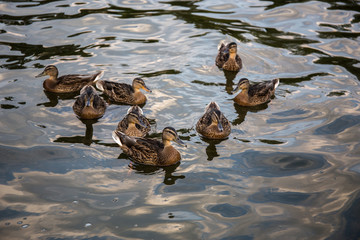 Group of female Mallard ducks Anas platyrhynchos swimming in the water