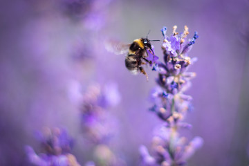 The bee on the lavender blossom