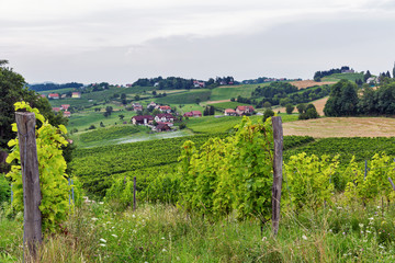 Fototapeta na wymiar Summer landscape near Maribor, Slovenia.