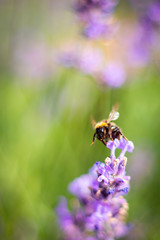 Purple fragrant lavender in full blossom