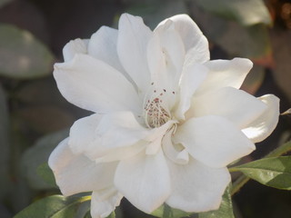 white flower of magnolia