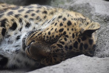 Close up of a Leopard sleeping on a rock