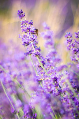 Purple fragrant lavender in full blossom