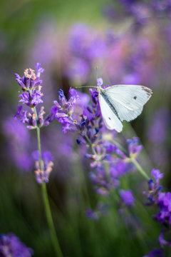 Lavender field in blossom with small white butterfly