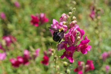 A large carpenter bee pollinating a pink flower