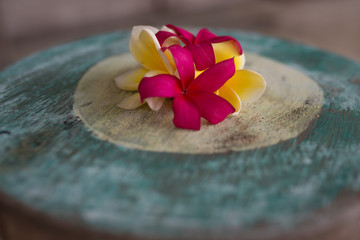 Frangipani flowers in Bali, Indonesia