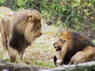 Obraz premium Portrait of a lion in the Bronx zoo, observing its habitat. Leon locked in a well kept zoo. Lions from Africa. Animal life Wild. Wildlife. Leon fighting with another.