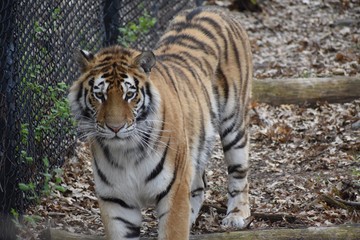 Horizontal tiger standing in the zoo