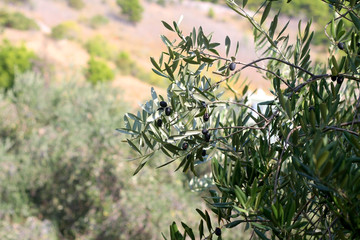 Organic olives on a tree. Selective focus.