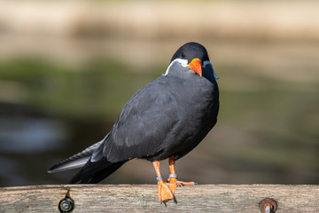 Inca Tern Resting on an Old Rowing Boat