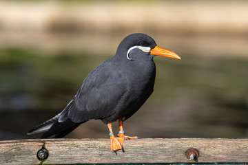 Inca Tern Resting on an Old Rowing Boat