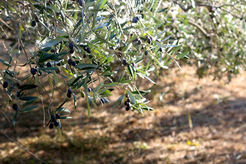 Organic olives on a tree. Selective focus.