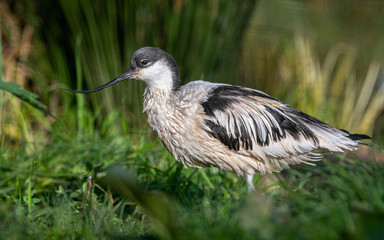 Pied Avocet Drying in Warm Sun