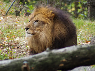 Naklejka na ściany i meble Portrait of a lion in the Bronx zoo, observing its habitat. Leon locked in a well kept zoo. Lions from Africa. Animal life.