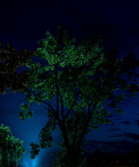 Fototapeta na wymiar Drzewo nocą