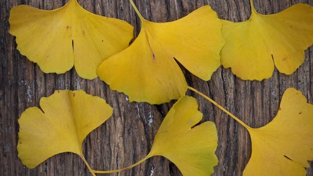 Composition of ginkgo biloba leaves on the table. Ginkgo biloba leaves on a texture board.