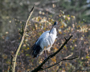 Sacred Ibis Perched in a Tree