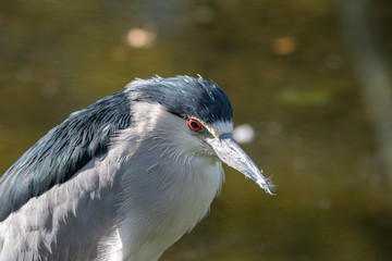 Portrait of a Black Crowned Night Heron