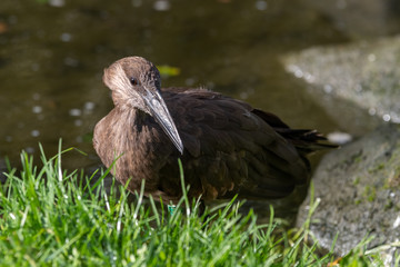 Fototapeta premium Hamerkop Resting on Grass Near Water