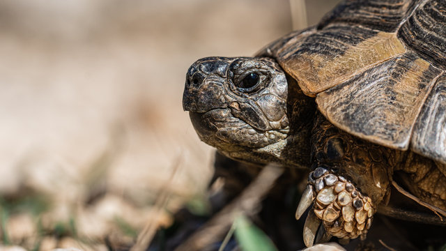 Close up of Croatian Tourtle Tortoise  