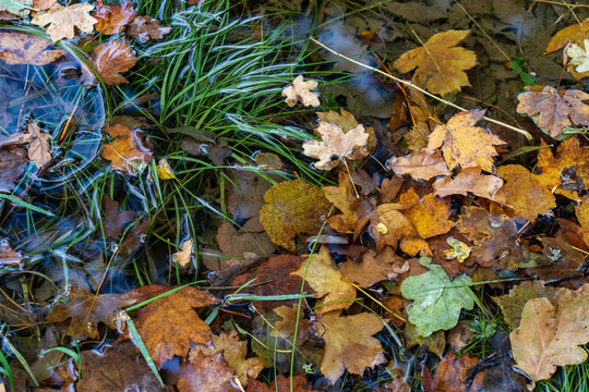 Autumn leaves in a pool © John